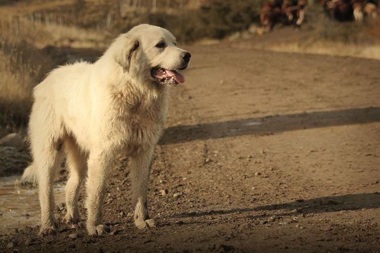 Акбаш - Большие породы собак