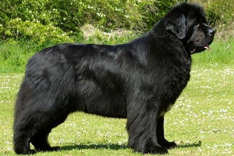 Ньюфаундленд - Большие породы собак