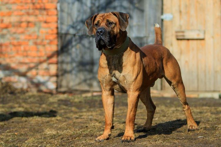 Тоса-Ину - Большие породы собак