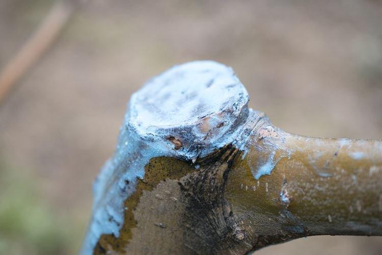 Для чего используется - Бордосская жидкость применение в садоводстве весной