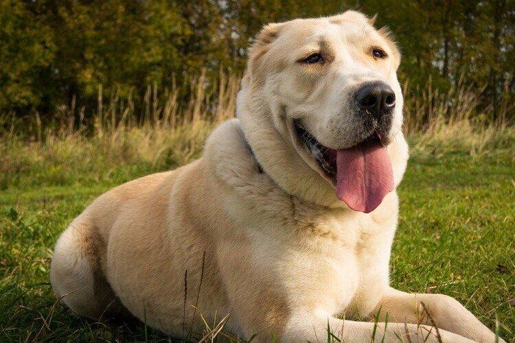 Среднеазиатская овчарка, алабай - Бойцовские породы собак