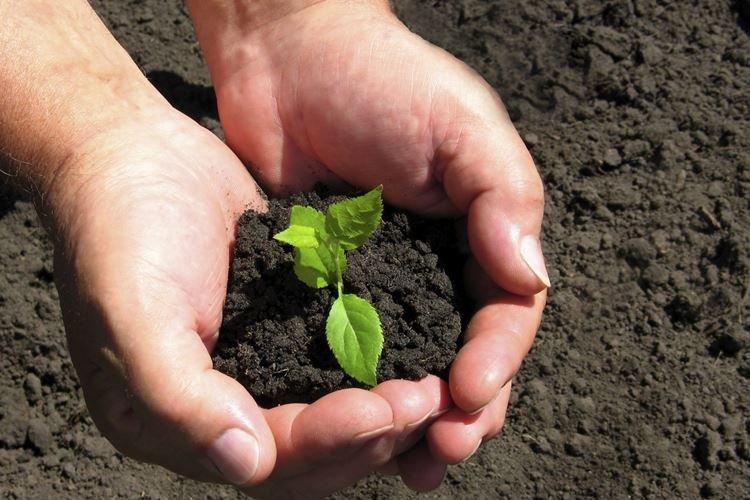 Зачем обеззараживать почву перед посадкой