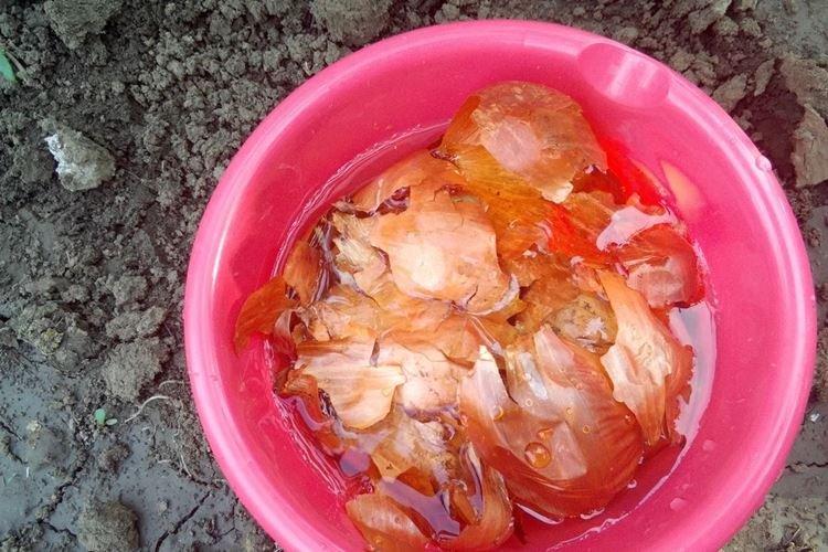 Подкормка луковой шелухой - Чем подкормить малину весной