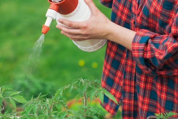 Подкормка нашатырным спиртом - Чем подкормить малину весной