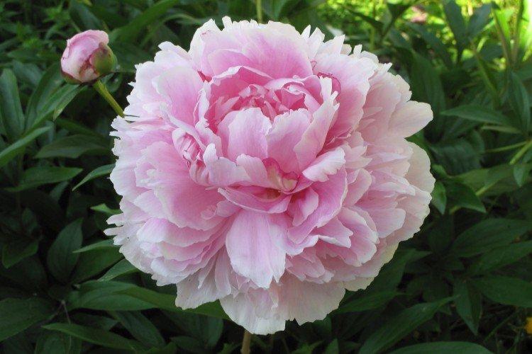 Весенняя подкормка молодых пионов для пышного цветения