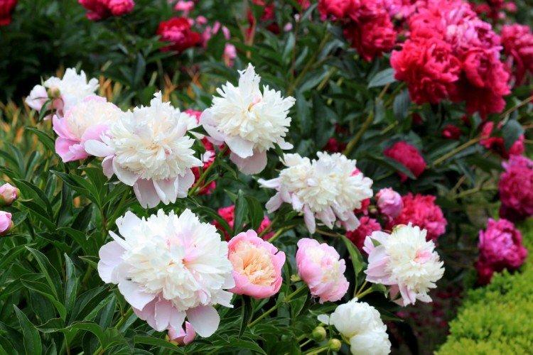 Нужна ли подкормка и чего не хватает - чем подкормить пионы весной