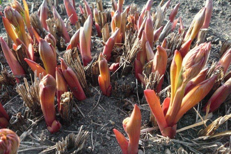 Лучшее время для подкормки пионов