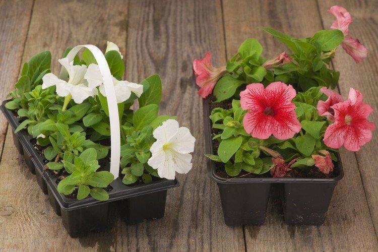 Чем подкормить рассаду петунии после пикировки