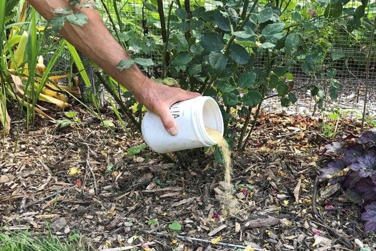 Нужна ли подкормка и чего не хватает - Чем подкормить розы весной