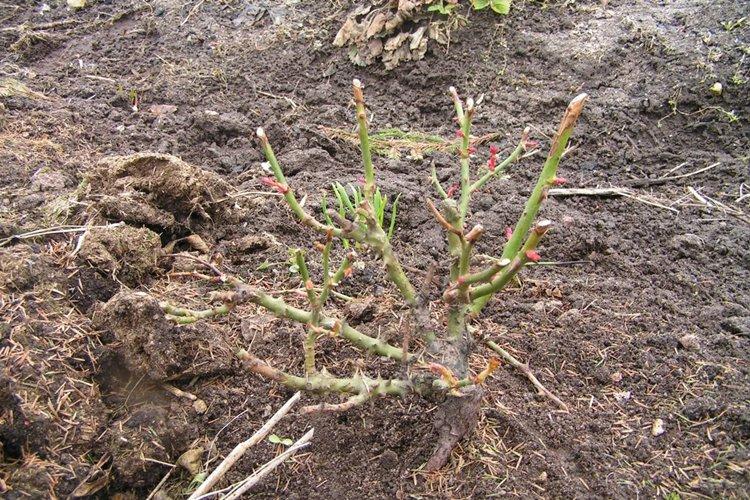 Лучшее время для подкормки розы