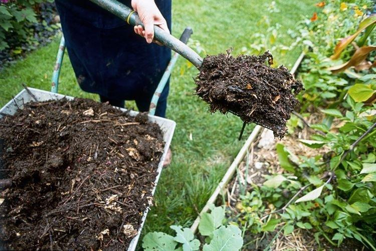 Органические удобрения - Чем подкормить розы весной