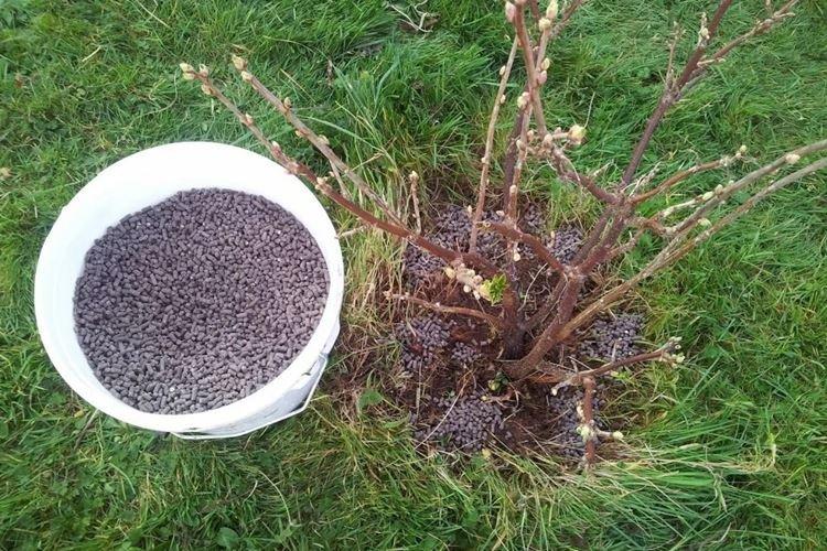 Лучшее время для подкормки смородины