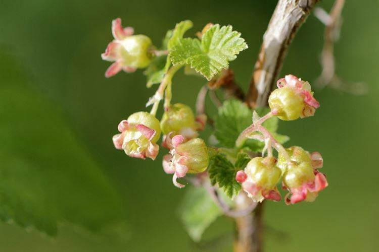 Чем подкормить смородину во время цветения