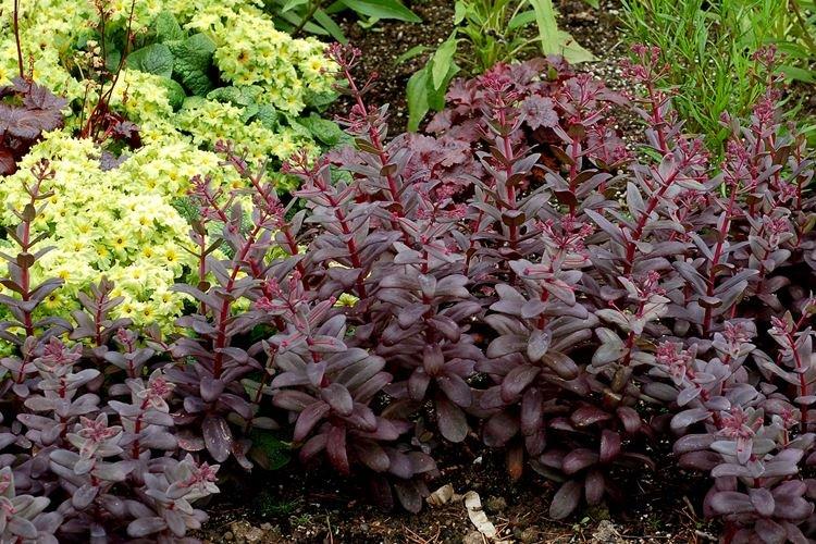 Очиток обыкновенный - Черные цветы, растения с темными цветками и листьями