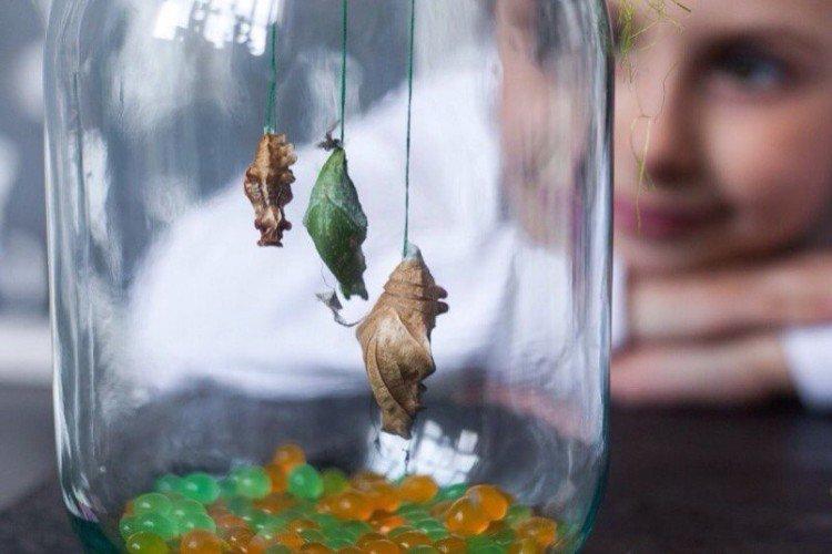 Ферма бабочек - Что подарить девочке на 5 лет