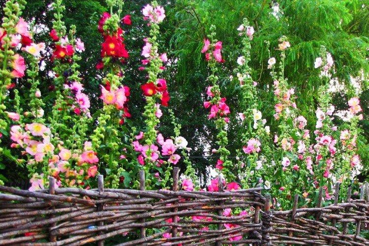 Мальва - Что посадить вдоль забора
