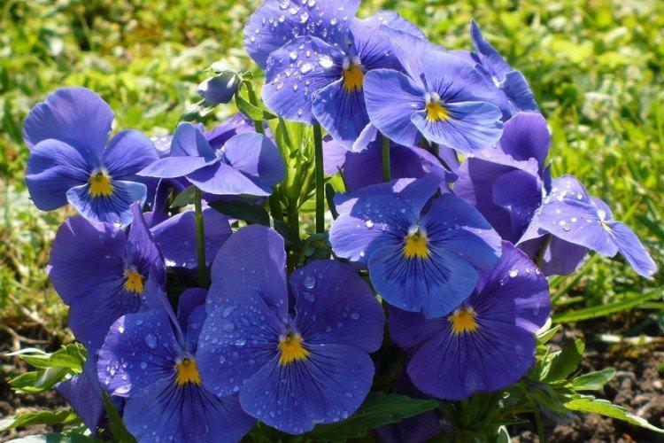 Фиалки - Что посадить вдоль забора