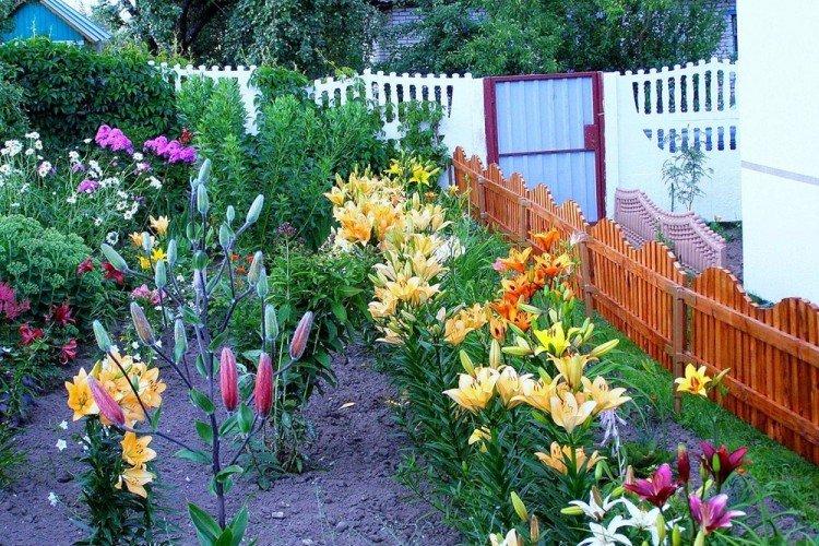 Лилия - Что посадить вдоль забора