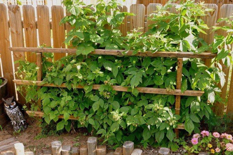 Ежевика - Что посадить вдоль забора