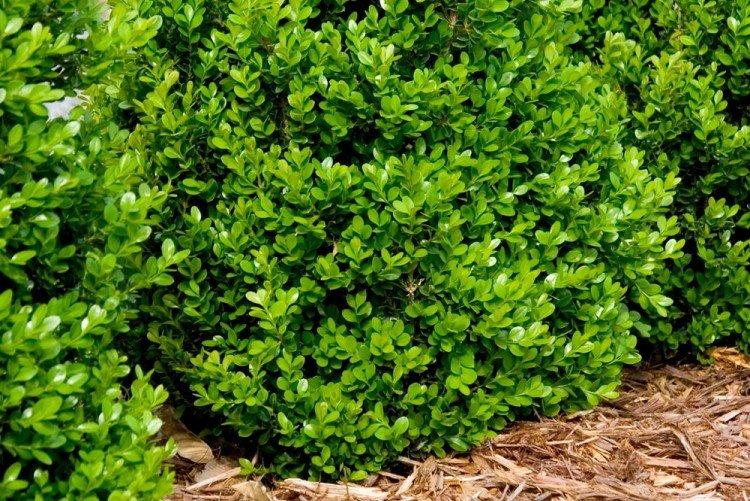 Самшит - Что посадить вдоль забора