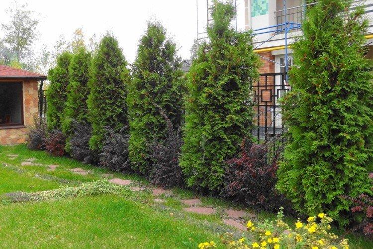 Туя - Что посадить вдоль забора