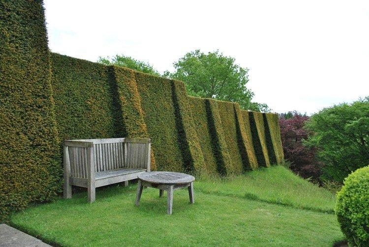 Тис - Что посадить вдоль забора