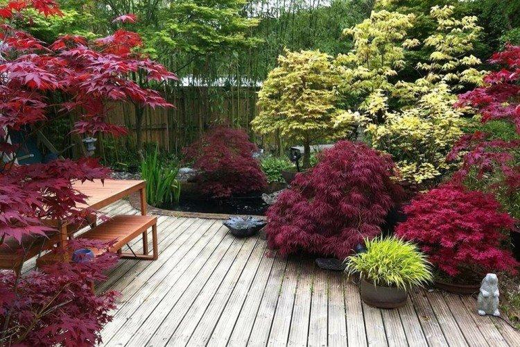 Клен - Что посадить вдоль забора