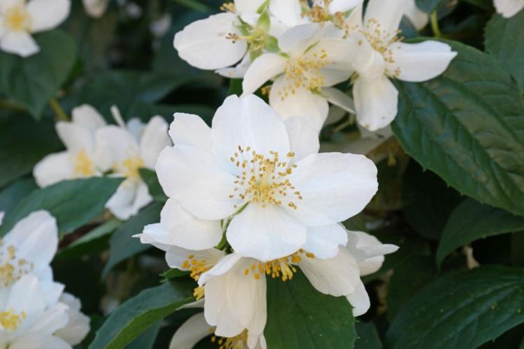 Общая характеристика - Чубушник