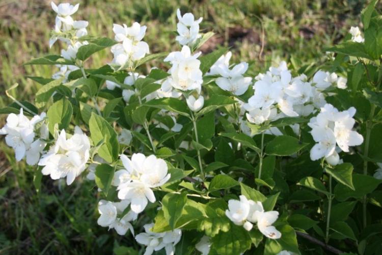 Крупноцветковый чубушник - Виды чубушника