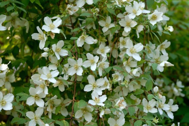 Мелколистный чубушник - Виды чубушника