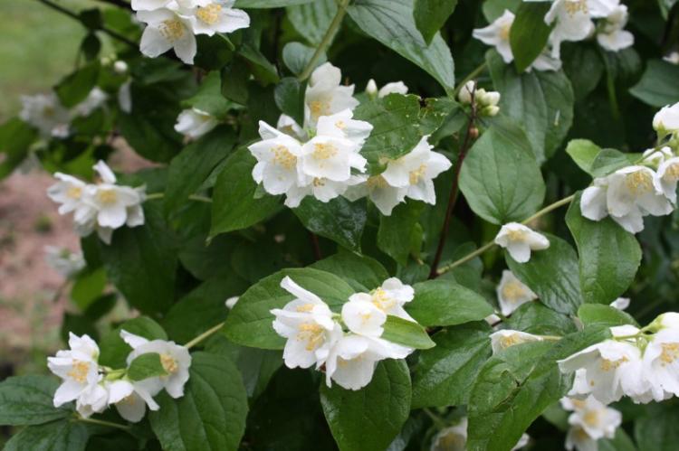 Венечный чубушник - Виды чубушника