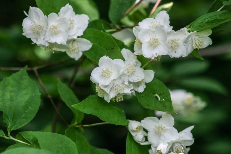 Чубушник пушистый - Виды чубушника