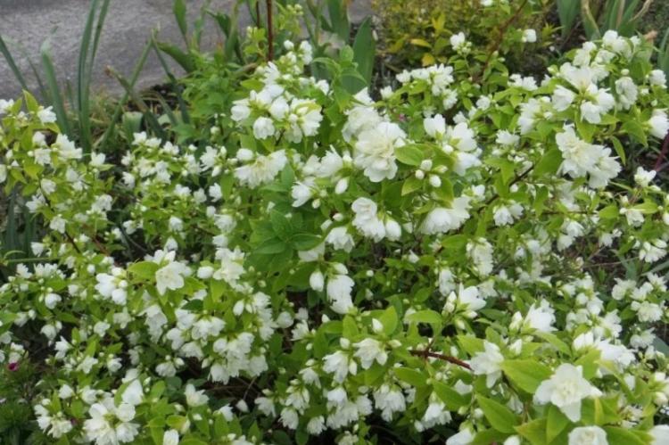 Чубушник Лемуана - Виды чубушника