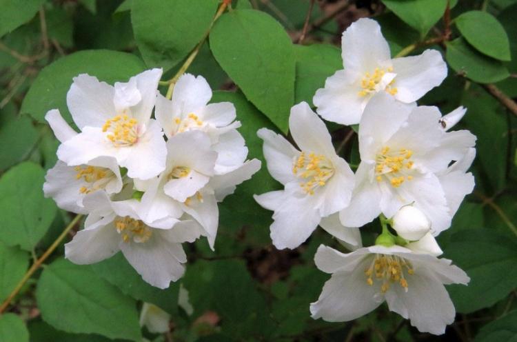 Чубушник Лемуана - Виды чубушника