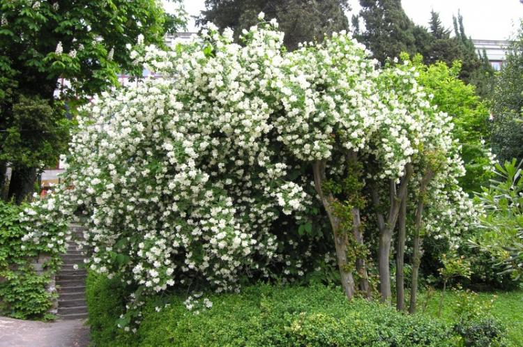 Чубушник непахучий - Виды чубушника