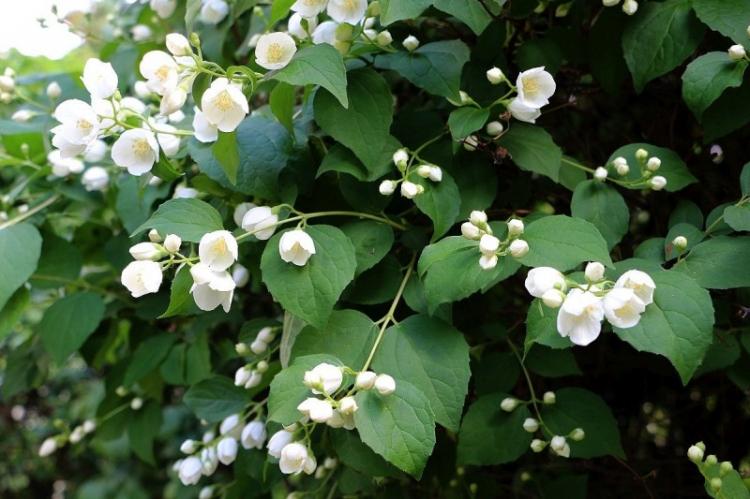 Освещение - Уход за чубушником