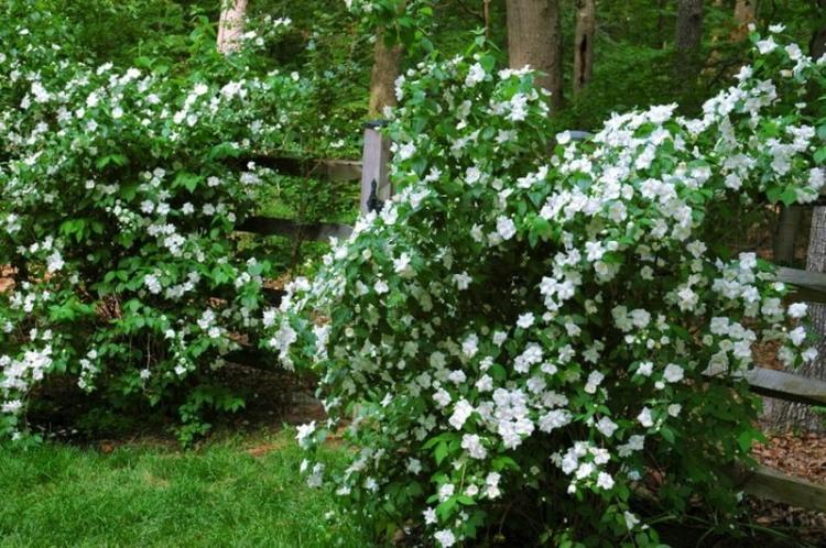 Освещение - Уход за чубушником