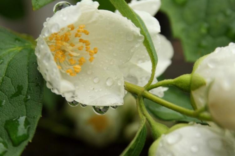 Полив - Уход за чубушником