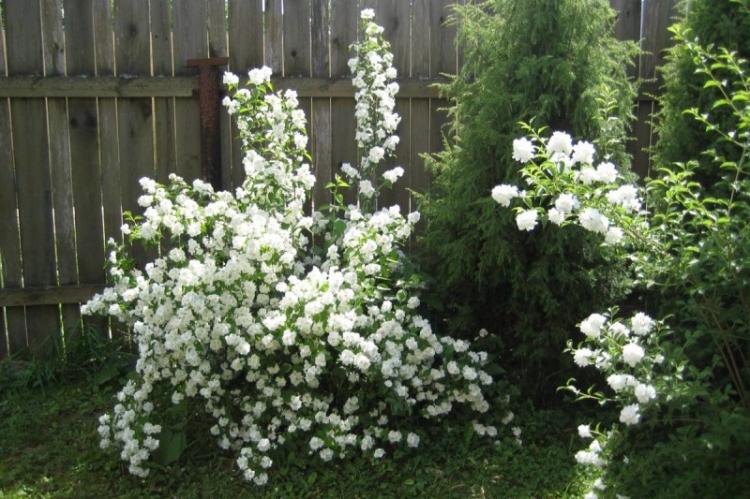 Посадка и размножение - Чубушник