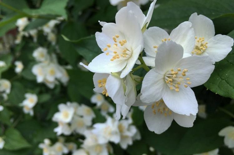 Посадка и размножение - Чубушник
