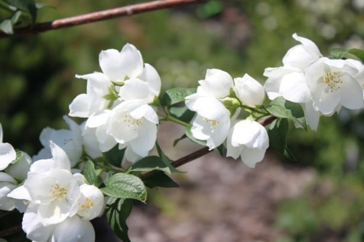 Борьба с вредителями и болезнями - Чубушник