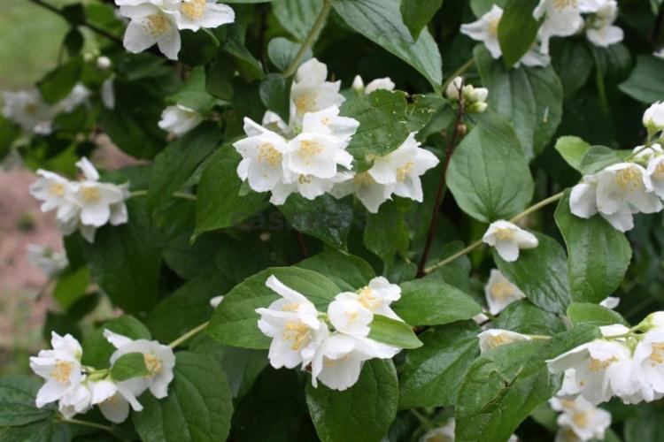 Борьба с вредителями и болезнями - Чубушник