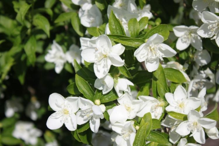 Чубушник - фото