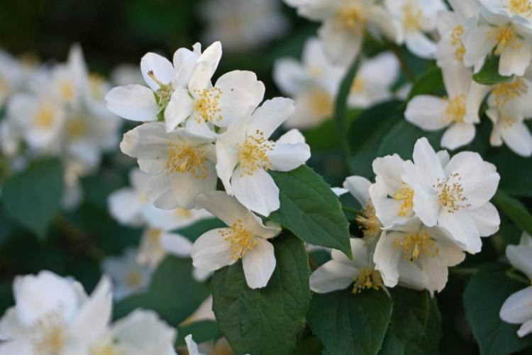 Чубушник - фото