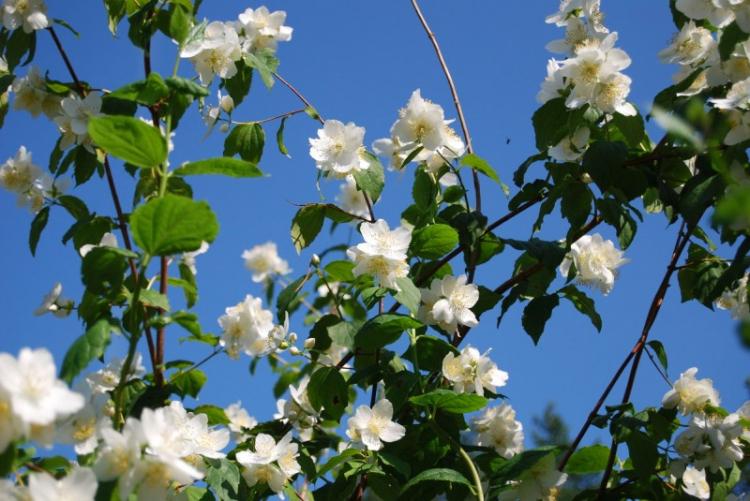 Чубушник - фото