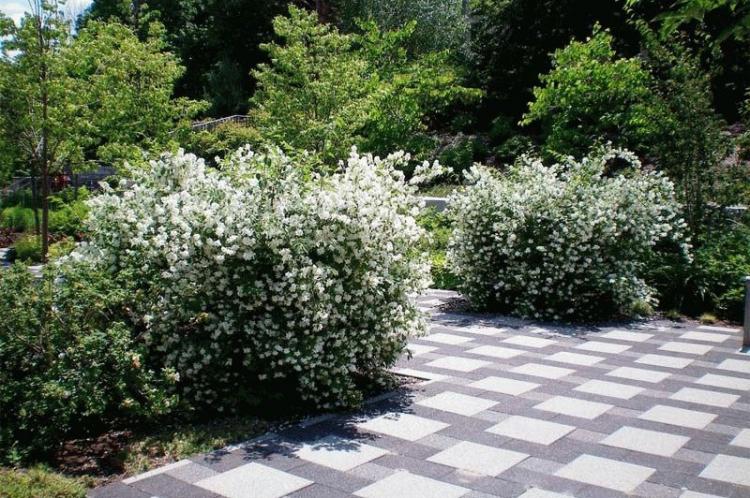 Чубушник - фото