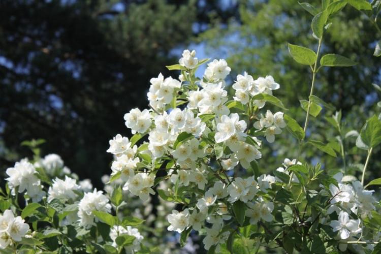 Чубушник - фото