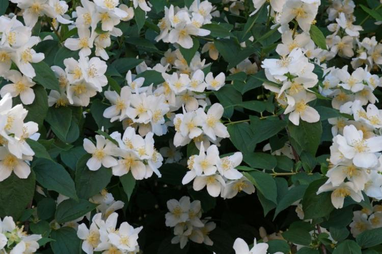 Чубушник - фото