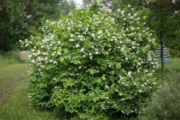 Чубушник - фото