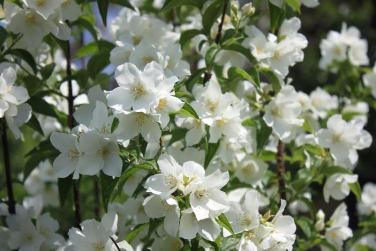 Чубушник - фото